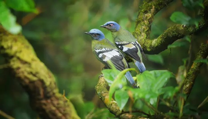 Hos fugler er det hunnen som har to ulike kjønnskromosomer.