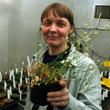 Førsteamanuensis Anne Krag Brysting ved Universitetet i Oslo. Førsteamanuensis Anne Krag Brysting ved Universitetet i Oslo.