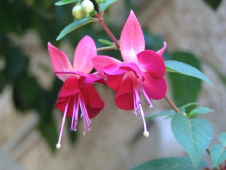 'Fuchsia (Onagraceae-familien) (Foto: Wickimedia Commons)