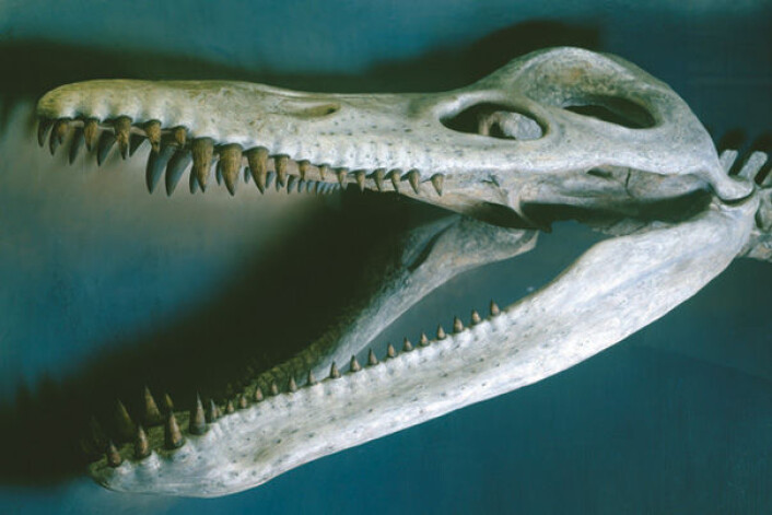 "På Harvard Museum of Natural History henger denne 13 meter lange kronosaurus queenslandicus, til publikums skrekk og fryd. (Foto: Mark Sloan/ HMNH)" "På Harvard Museum of Natural History henger denne 13 meter lange kronosaurus queenslandicus, til publikums skrekk og fryd. (Foto: Mark Sloan/ HMNH)"