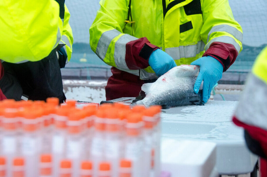 Researchers took samples from farmed salmon.