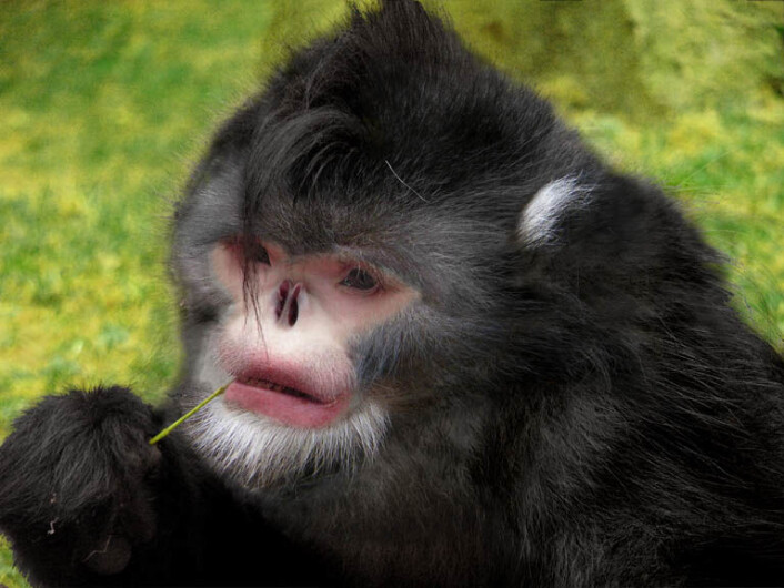 Det finnes ingen bilder av Rhinopithecus Strykeri enda, men ved hjelp av bilder av en Yunnan-stumpneseape og et kadaver av den nye arten, har forskerne laget et bilde av hvordan den ser ut. (Konstruert bilde: Thomas Geissmann) Det finnes ingen bilder av Rhinopithecus Strykeri enda, men ved hjelp av bilder av en Yunnan-stumpneseape og et kadaver av den nye arten, har forskerne laget et bilde av hvordan den ser ut. (Konstruert bilde: Thomas Geissmann)