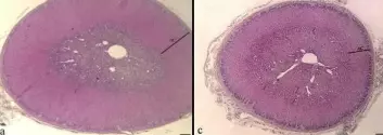 Tverrsnitt av binyrer fra sauefostre. PCB-eksponering (bilde til høyre) ga tydelig tynnere binyrebark (AC) og lavere produksjon av stresshormonet kortisol. (Foto: Mona Aleksandersen)