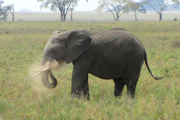 Afrikansk savanneelefant i Tanzania. (Foto: D. Gordon E. Robertson, Wikimedia Commons) Lisens: Creative Commons Attribution-Share Alike 3.0 Unported Afrikansk savanneelefant i Tanzania. (Foto: D. Gordon E. Robertson, Wikimedia Commons) Lisens: Creative Commons Attribution-Share Alike 3.0 Unported