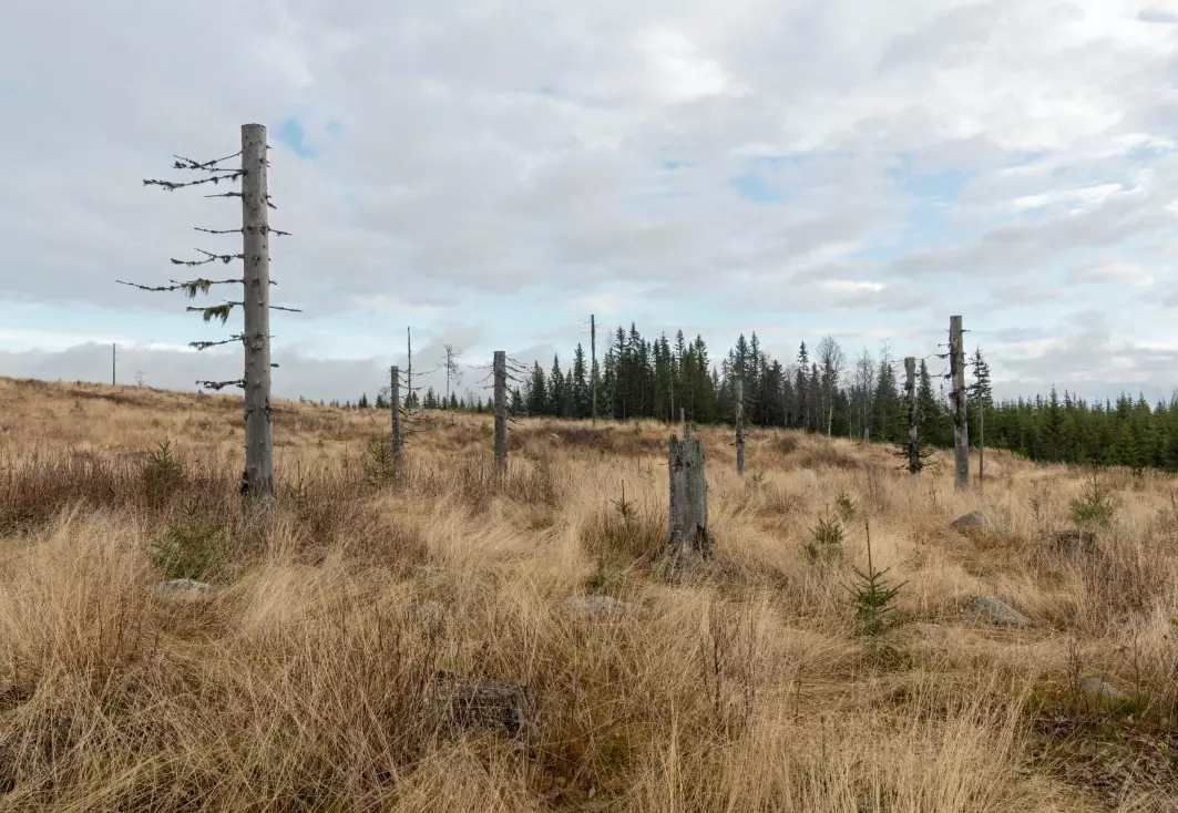 Livsløpstrær er trær som blir satt igjen etter at skogsmaskinene har hogget resten av skogen.