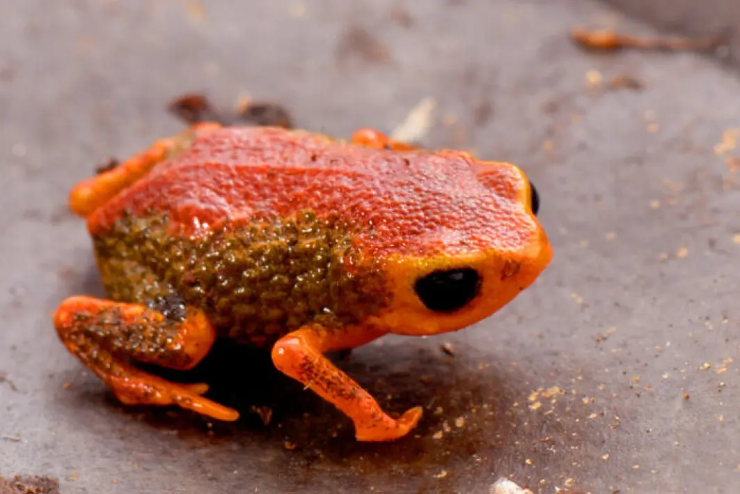 Brachycephalus coloratus hopper ikke hvis den ikke må. Brachycephalus coloratus hopper ikke hvis den ikke må.