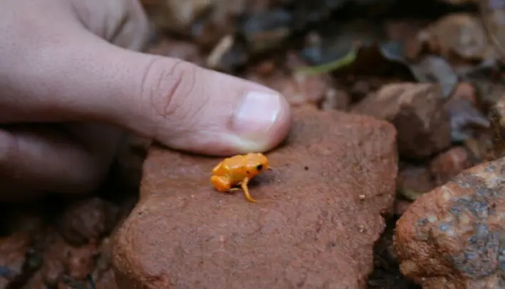 Så liten er en <span class=" italic" data-lab-italic_desktop="italic">Brachycephalus ephippium</span> - «Pumpkin toad» på engelsk. Så liten er en <span class=" italic" data-lab-italic_desktop="italic">Brachycephalus ephippium</span> - «Pumpkin toad» på engelsk.