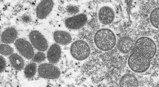 Studie viser overraskende sterk mutasjon i apekoppviruset