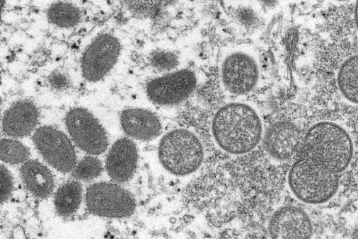 Overraskende sterk mutasjon i apekoppviruset
