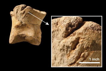 T. rex var den eneste store kjente kjøtteter i Nord Amerika for 65 millioner år siden, som var kapabel til å sette så kraftige spor som de vi ser her i et tåben til en annen T. rex. (Foto: Nicholas Longrich/Yale University) T. rex var den eneste store kjente kjøtteter i Nord Amerika for 65 millioner år siden, som var kapabel til å sette så kraftige spor som de vi ser her i et tåben til en annen T. rex. (Foto: Nicholas Longrich/Yale University)
