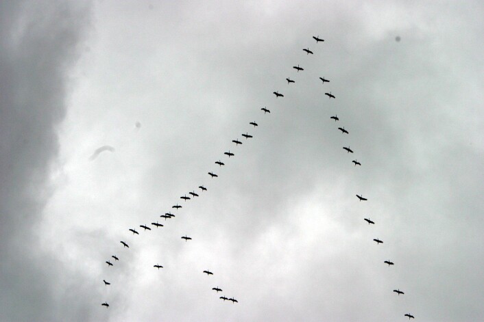 Normalt flyr ikke fugler høyere enn 150 meter, men ved Himalaya har man sett en flokk gjess fly i en høyde av ikke mindre enn 10.000 meter. (Foto: Colourbox) Normalt flyr ikke fugler høyere enn 150 meter, men ved Himalaya har man sett en flokk gjess fly i en høyde av ikke mindre enn 10.000 meter. (Foto: Colourbox)