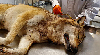 244 døde rovdyr er undersøkt på laboratoriet