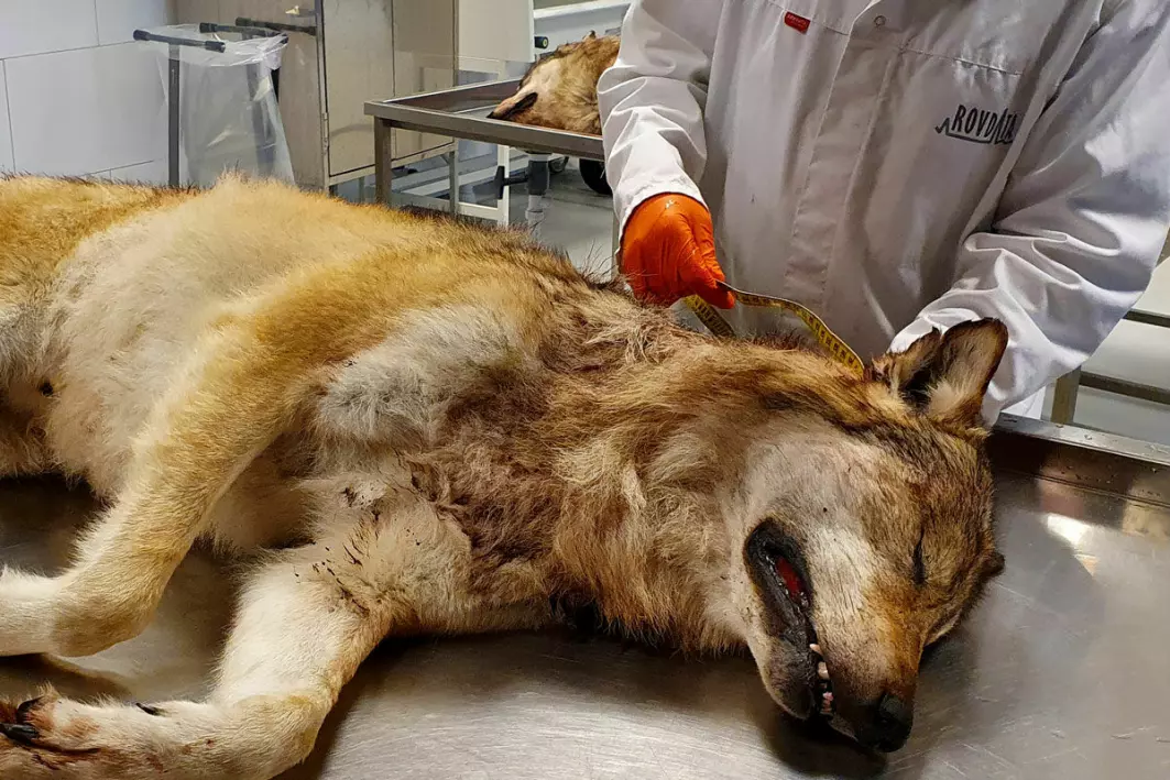 Alt fallvilt av gaupe, jerv, brunbjørn og ulv blir undersøkt av Rovdata på laboratoriet i Trondheim.
