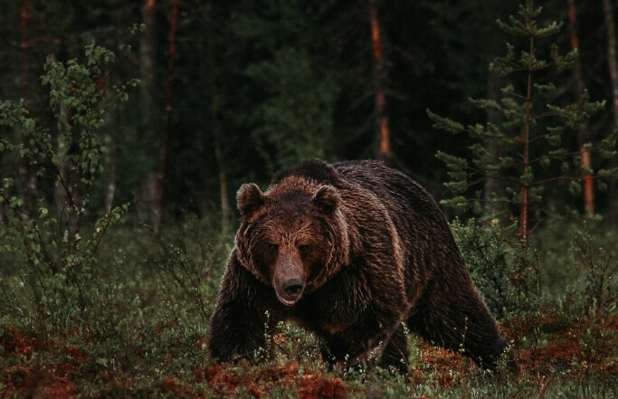 Dette bør du gjøre hvis du møter bjørn i skogen