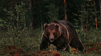 Dette bør du gjøre hvis du møter bjørn i skogen