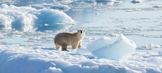 Isbjørner på Sørvest-Grønland klarer seg uten havis