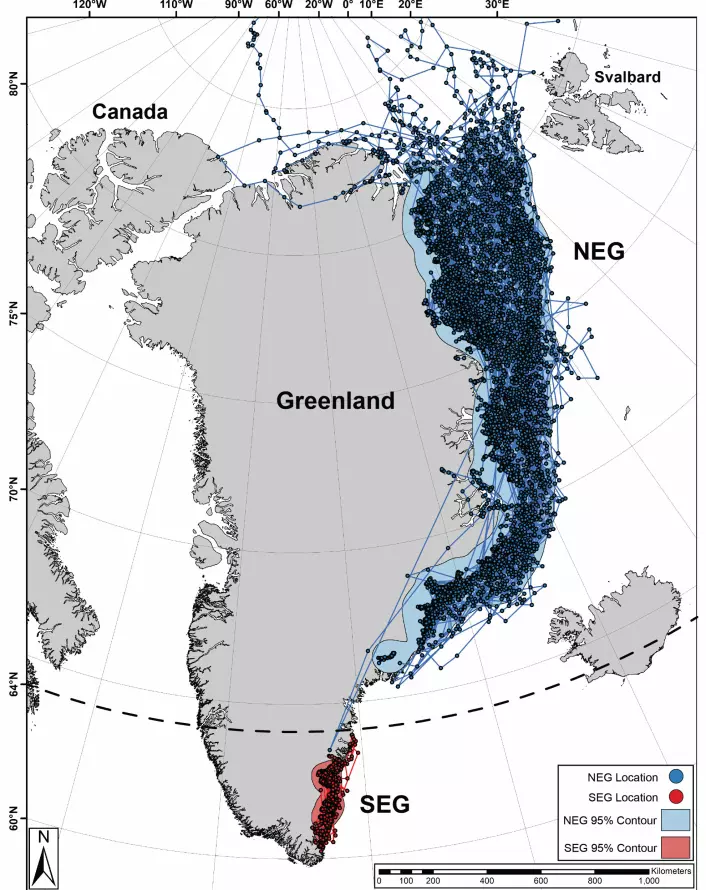 Satellittsporing viser at isbjørnene på ulike deler av Grønland har ulik atferd. De blå linjene viser isbjørner i nordøst reiser over omfattende havis for å jakte. De røde linjene viser mer begrensede bevegelser.