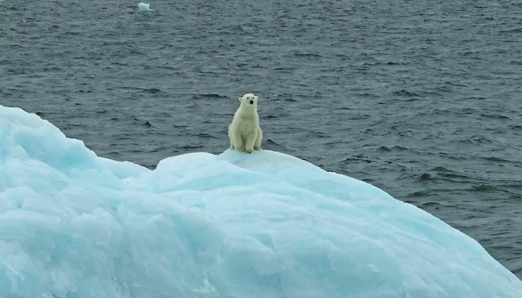 En isbjørn betraktet oss på trygg avstand der han drev forbi på et isfjell.