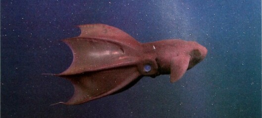 Denne vampyr­blekksprutens eldgamle slektning var en superjeger