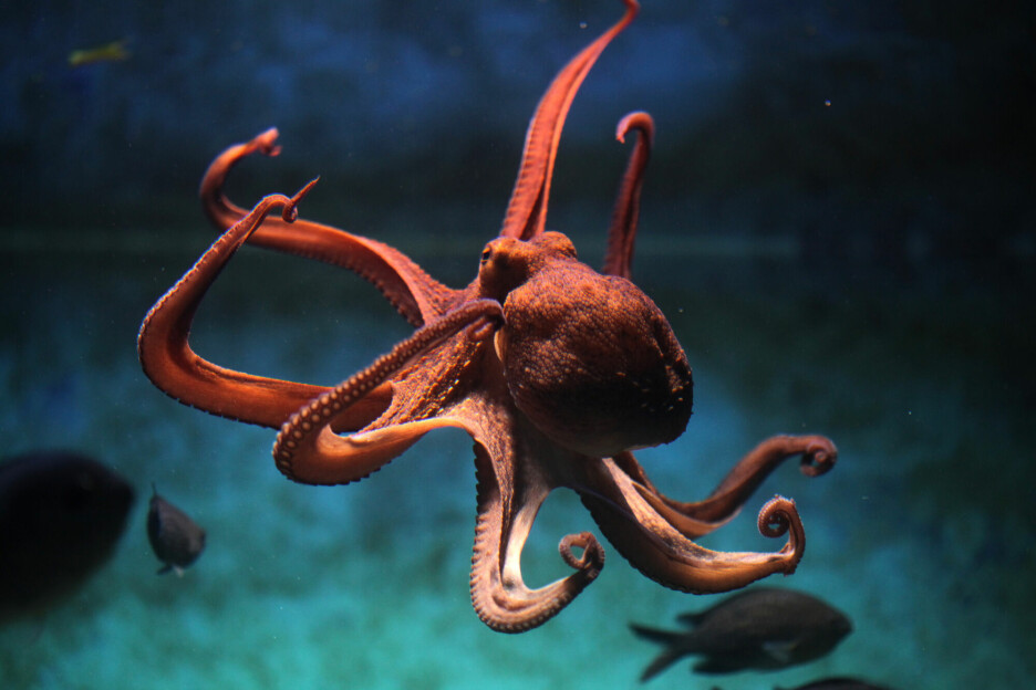 Dette er sånn du kanskje ser for deg at en blekksprut skal se ut. Dette er det de på engelsk hadde kalt en Octopus, fordi den har åtte armer.