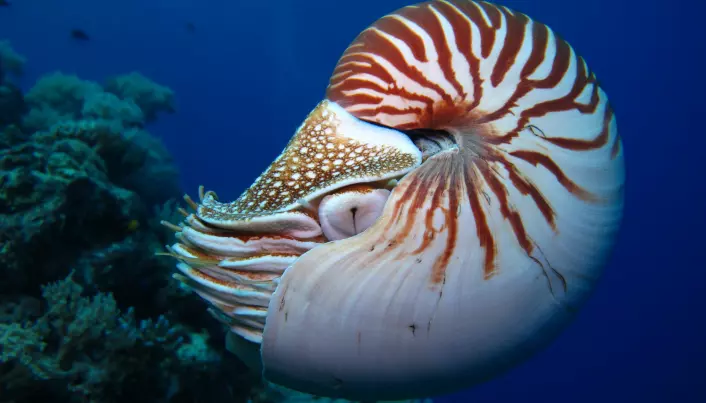 Denne typen blekksprut, Nautilus, har et fint skall den bor i, som en snegle, men den er blant de eneste som gjør dette, ifølge SNL.