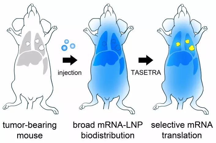 The figure shows a mouse with lung tumours. The intravenous injection of therapeutic mRNA contained in nanoparticles results in the wide distribution of the drug throughout the body. This may lead to side effects because the mRNA also has an effect on healthy cells. As part of the project called TASETRA, molecular mechanisms are being developed that selectively activate only the mRNA that enters the cancer cells, leaving the healthy cells unaffected.