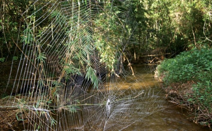 Nettet til Caerostris darwini over en elv i Ranamofana National Park, Madagaskar. (Foto: Wikimedia Commons / Lalueza-Fox, C.; Agnarsson, I.; Kuntner, M.; Blackledge, T. A.) Nettet til Caerostris darwini over en elv i Ranamofana National Park, Madagaskar. (Foto: Wikimedia Commons / Lalueza-Fox, C.; Agnarsson, I.; Kuntner, M.; Blackledge, T. A.)