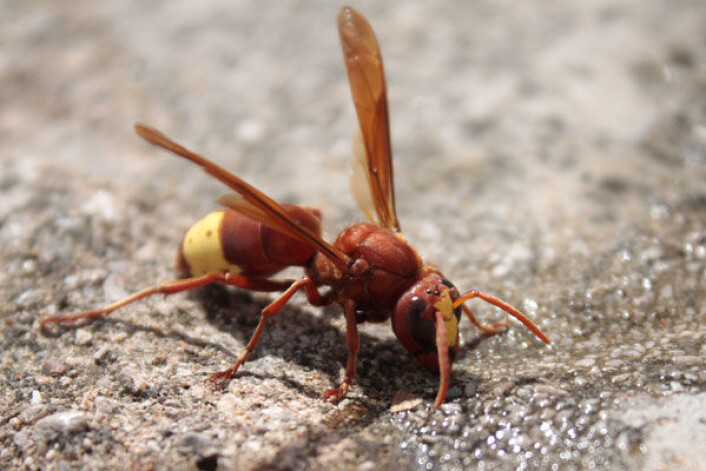 Denne vepsen - Vespa orientalis - kan hente energi direkte fra sola, tror israelske forskere. (Foto: Matti Pavola/Wikimedia Commons) Denne vepsen - Vespa orientalis - kan hente energi direkte fra sola, tror israelske forskere. (Foto: Matti Pavola/Wikimedia Commons)