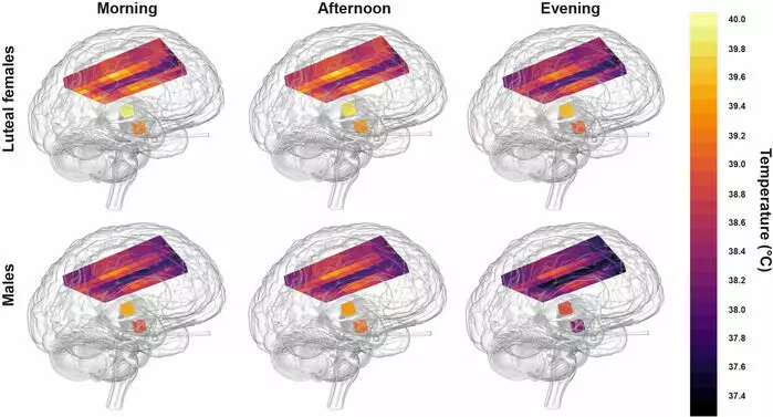 Denne figuren fra studien viser hvordan temperaturen endres i hjernen hos en kvinne (øverst) og en mann (nederst) fra morgen til ettermiddag og kveld. Varmest er hjernen hos kvinnen på dagtid. Kaldest er den hos mannen på kveldstid.