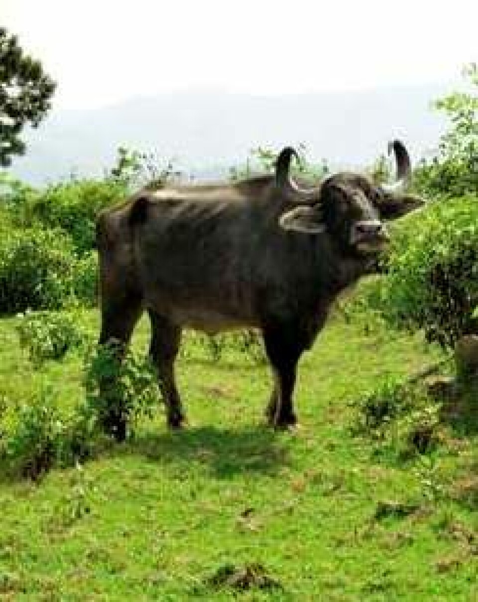 Hellig bøffel i Nilgiri. (Foto: Ketil Skogen)