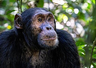 Sjimpanse lærte flokken sin å grave etter rent vann
