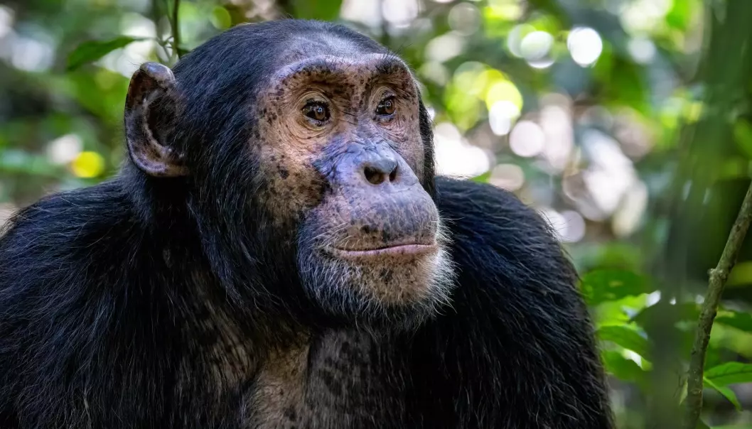Sjimpanser har vist i flere studier at de kan lære av hverandre.