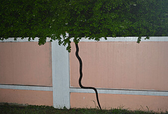 Slanger har verken hender eller føtter, så hvordan kan de klatre opp vegger?