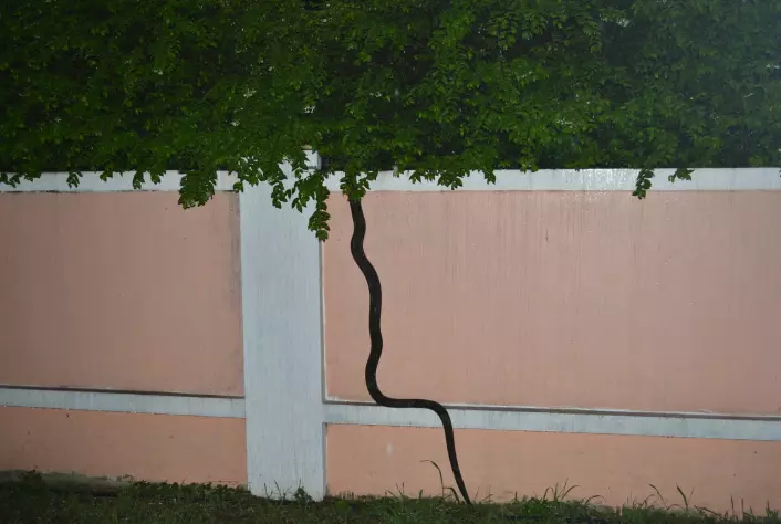 Når slangen beveger på ribbeina så kan de løfte skinnene, og disse kan gripe tak i bittesmå hyller på murveggen. Så trekker den resten av kroppen etter seg.