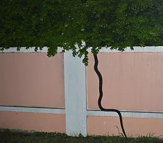 Slanger har verken hender eller føtter, så hvordan kan de klatre opp vegger?