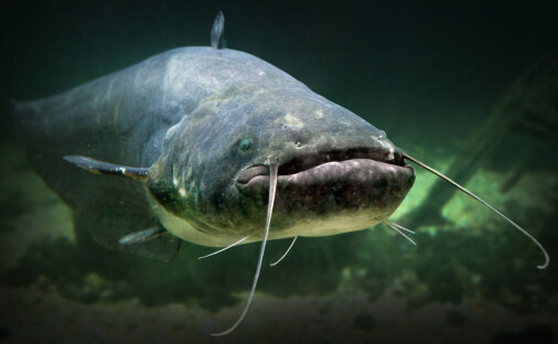 Denne fisken kan bli over 70 år gammel og 2 meter lang