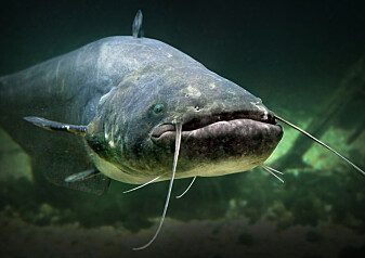 Denne fisken kan bli 70 år gammel og over 2 meter lang