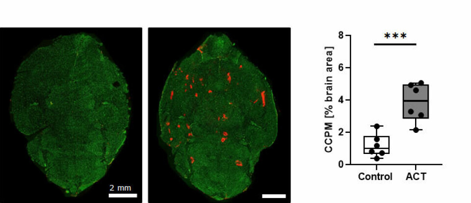 This figure shows red nanoparticles that have crossed the blood-brain barrier (stained green) and entered the brain tissue after ACT treatment. To the left, we see that no red nanoparticles cross the blood-brain barrier in an untreated brain. To the right is the increase (3.7 times more) in the number of nanoparticles (called CCPM) after ACT treatment compared to the untreated control.