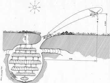 Arbeider-vepsene henter jord fra under bakken, der bolet ligger, og frakter den opp på overflaten. Over bakken fanger den solstråler, som kanskje brukes som direkte energi. (Tegning gjengitt med tillatelse fra M. Plotkin) Arbeider-vepsene henter jord fra under bakken, der bolet ligger, og frakter den opp på overflaten. Over bakken fanger den solstråler, som kanskje brukes som direkte energi. (Tegning gjengitt med tillatelse fra M. Plotkin)