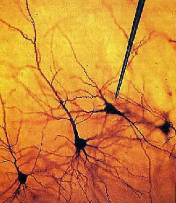En elektrode maåler aktivitet fra et nevron (hjernecelle).