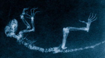 Ida lanseres som "the missing link"."The missing link" er et godt populærvitenskapelig begrep, men har blitt mindre viktig innenfor evolusjonsbiologien. (Foto: Jørn Hurum, UiO) Ida lanseres som "the missing link"."The missing link" er et godt populærvitenskapelig begrep, men har blitt mindre viktig innenfor evolusjonsbiologien. (Foto: Jørn Hurum, UiO)