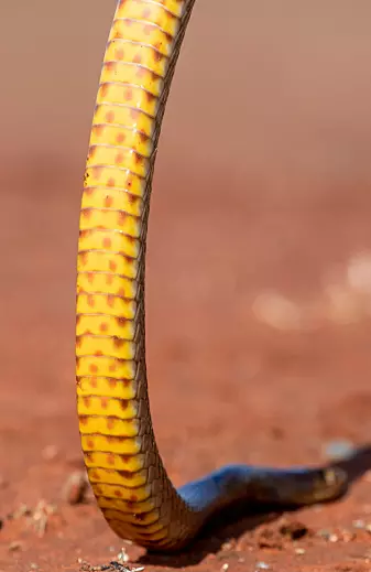 Her er skinnene på slangens mage. Slangen fester seg til små hyller og riller med disse, og løfter seg opp.