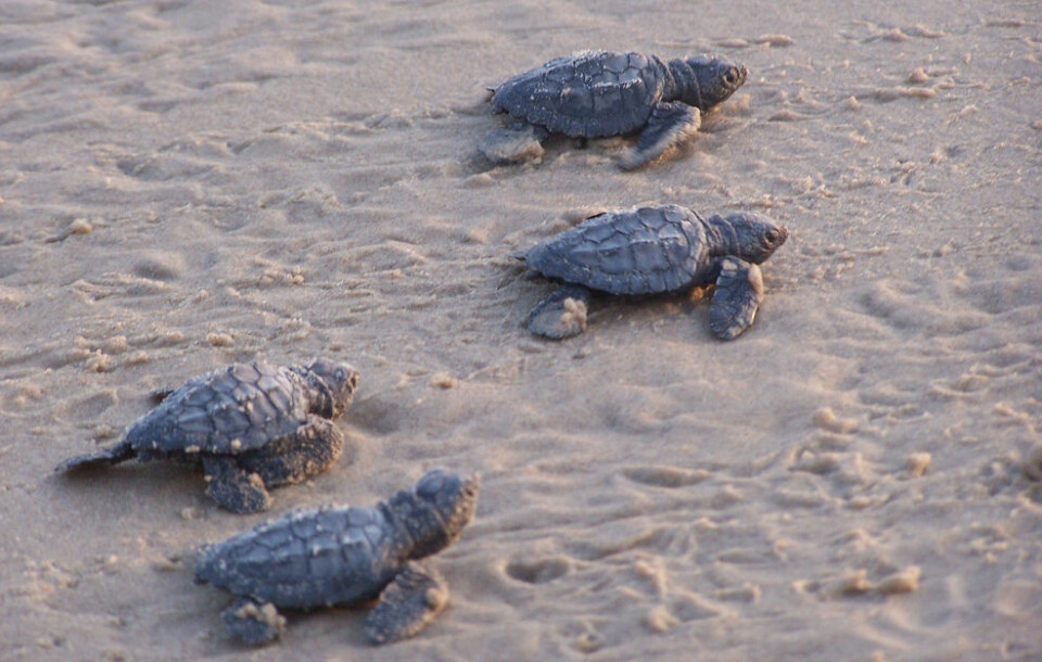 'Når små skillpadder setter ivei, er det instinktet som driver dem mot vannet (Foto: Flickr Creative Commons / TurtleDude)'