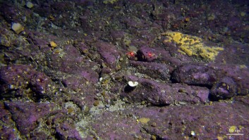 På Jennegghøgda utenfor Lofoten stikker grunnfjellet fram på havbunnen. her trives en rekke organismer som foretrekker hard bunn. (Foto: MAREANO) På Jennegghøgda utenfor Lofoten stikker grunnfjellet fram på havbunnen. her trives en rekke organismer som foretrekker hard bunn. (Foto: MAREANO)