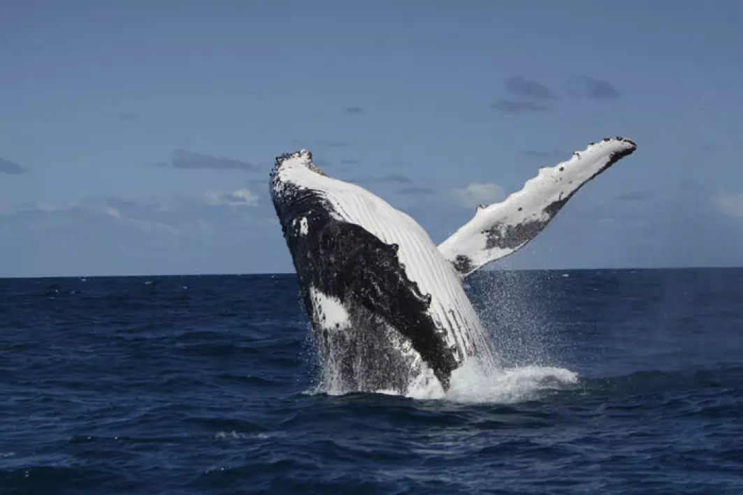 Forskere tror knølhvalene kan lære kompliserte melodier fra hvaler som holder til på andre breddegrader.