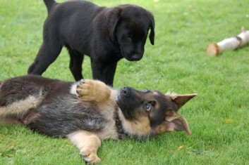 (Foto: Colourbox) (Foto: Colourbox)