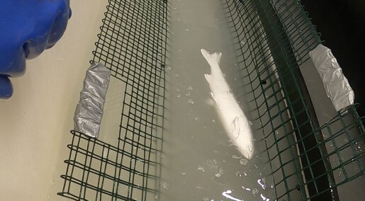 Bedøver fisken med iskald saltlake Bedøver fisken med iskald saltlake