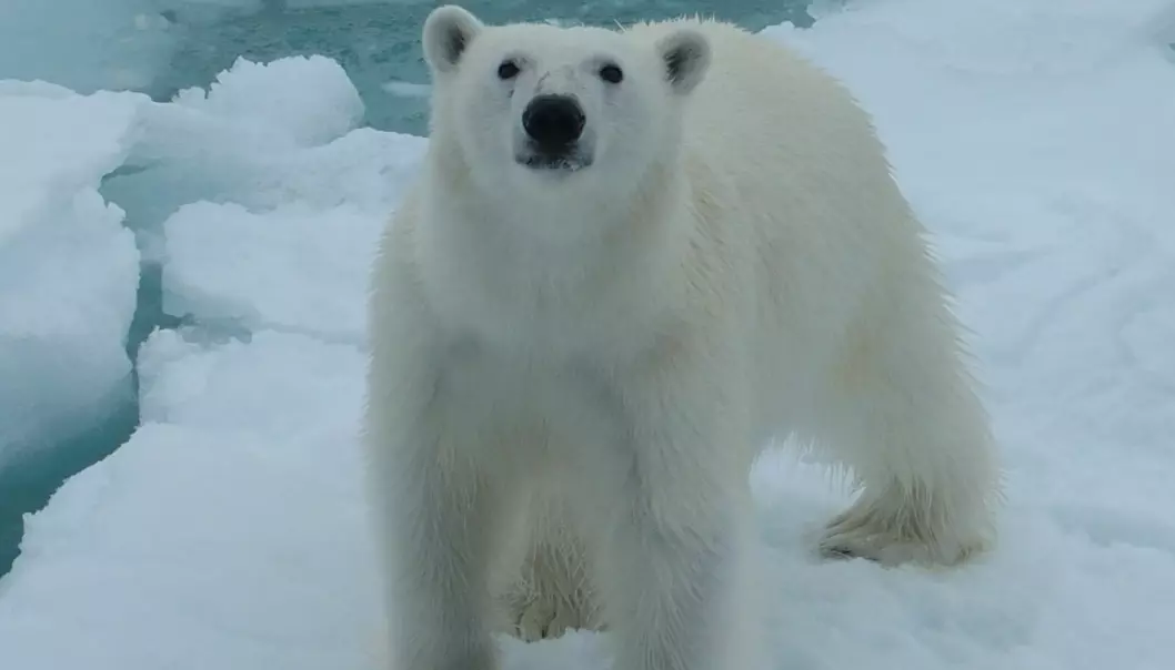 Denne isbjørnen besøkte oss 25. juni. Den holdt seg på 10-20 meters avstand, mens den snuste rundt og kikket på oss.