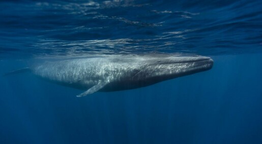 Bruker telefonledningen til å spionere på hvaler