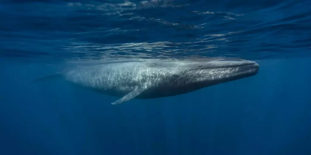 Blue whales are the largest animal on Earth, but their population was decimated by commercial whaling during the last century. Researchers don't know the current global population size, but they believe it is between 5,000-15,000 mature individuals, which is just 3-11 per cent of the population size in the early 1920s.